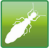 Termites